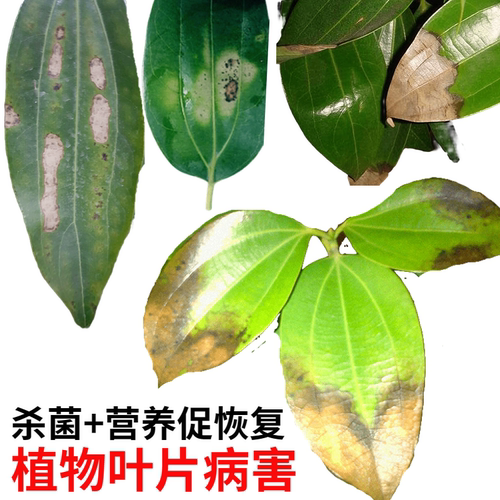 家庭养花树病害防治咨询服务