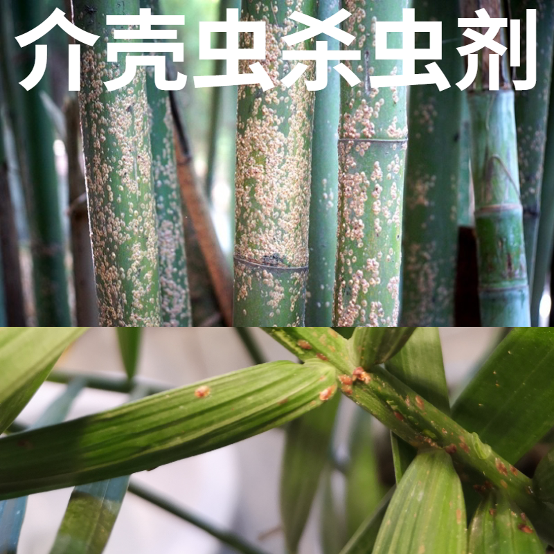 紫竹米竹佛肚竹盆景竹子黑叶营养液 植物杀虫剂 黑污介壳虫药农药