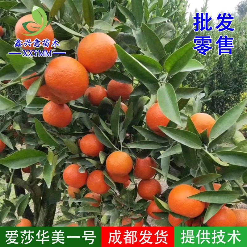 爱莎柑橘苗新品种华美一号橘子树苗特早熟爱媛砂糖桔子树苗果树苗