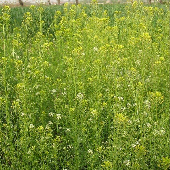 葶苈子种子 独行菜种子 播娘蒿种子 常用药材种子 北葶苈 苦葶苈