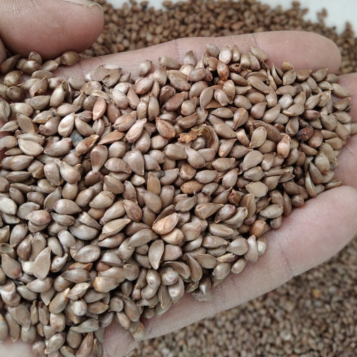 新采八棱海棠种子,干种净籽无杂质  海棠树种子 净籽嫁接苹果树