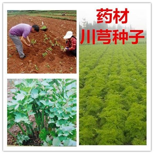 特产川芎菜 野生中药材种子 穹野生老川芎 种子川芎种子活川芎子