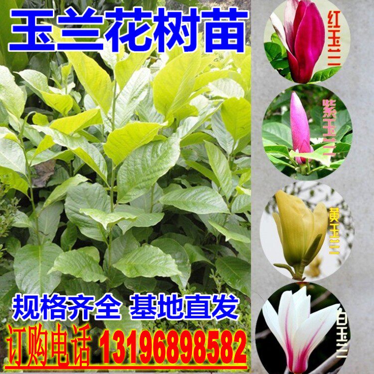 紫玉兰树苗娇红一号玉兰苗嫁接玉兰花苗红玉兰白玉兰地栽绿化苗木