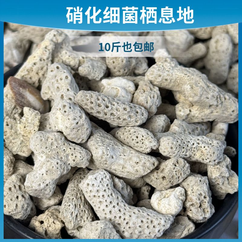 精选天然珊瑚骨鱼缸过滤材料珊瑚