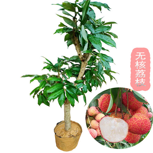 当年结果高压荔枝树大苗
