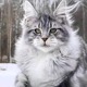 缅因猫幼猫纯种巨型猫红虎斑俄罗斯赛级银虎斑幼崽上海缅因猫舍
