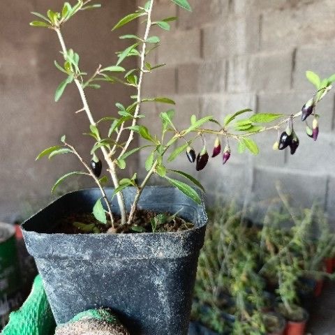 枸杞盆景名贵品种赤焰紫玉枸杞扦插苗杯苗当年结果,鲜花速递/花卉仿真/绿植园艺,造型盆景,淘宝优惠券,粉丝福利购,淘宝优惠卷