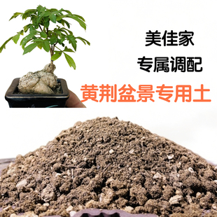 黄荆盆景专用沙质营养土透气透水不烂根不积水不板结