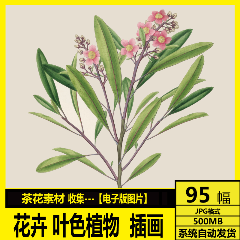 叶色植物插画 花卉植物图案  电子画册 临摹 装饰画 画芯图库素材