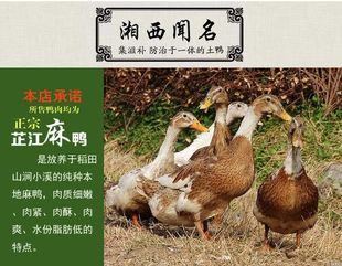 湖南怀化芷江鸭新鲜现杀麻鸭自家散养谷子鸭新鲜鸭肉真空整只包邮