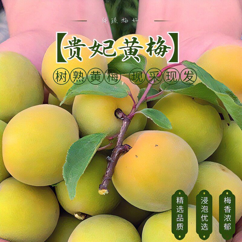 【贵妃黄梅】云南大理树熟黄梅泡酒酵素5斤老树熟黄梅鲜现摘鲜果