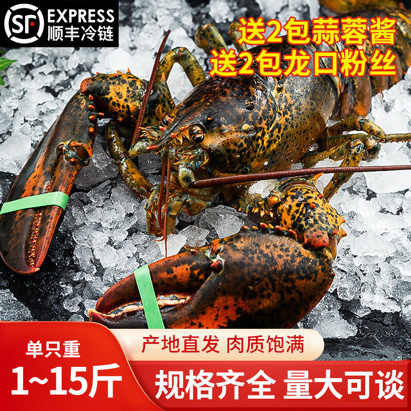 大波龙产地直发空运到家