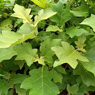 2棵苦果苗野生广西小苦子果苦果苦子撒撇原料舂苦子拌苦子苦茄子
