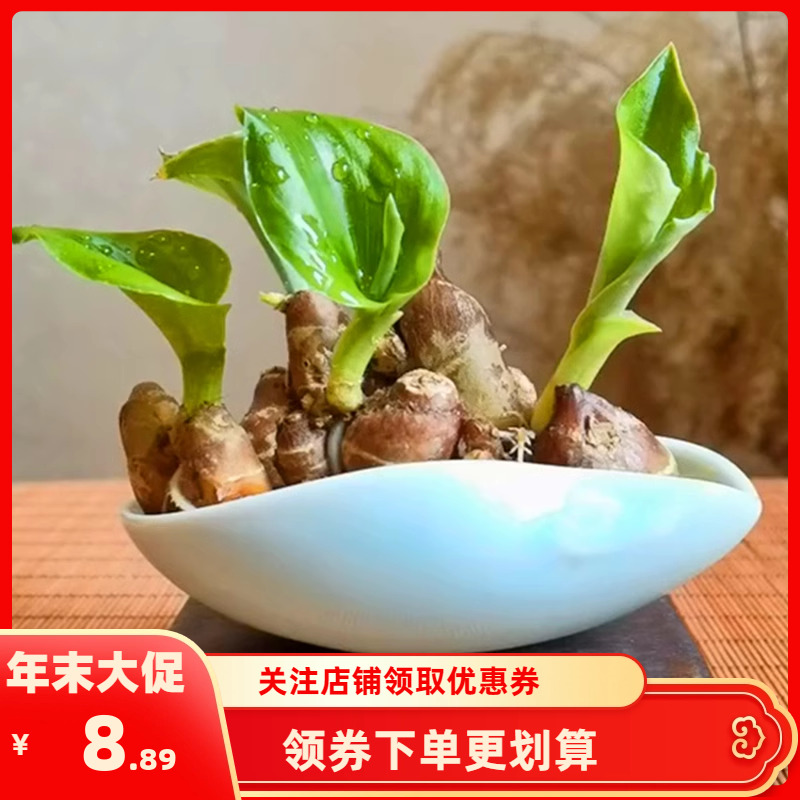 新鲜沙姜生姜现挖小沙姜月子姜山奈白切鸡配料香料可种大料盆栽