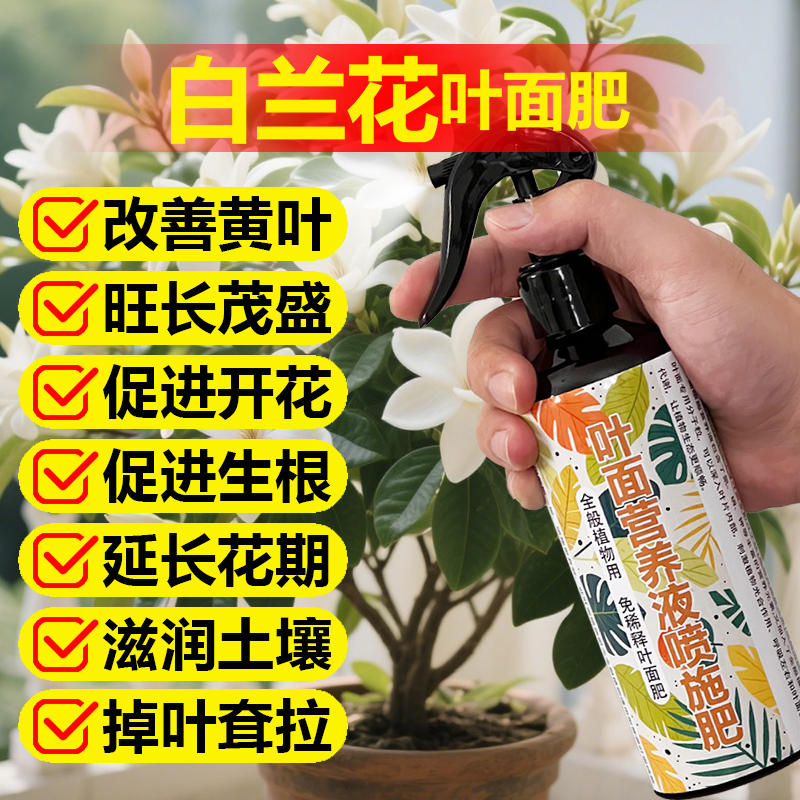 白兰花专用肥料营养液长锈斑发软下垂黑斑枯萎边缘枯焦掉叶面肥料