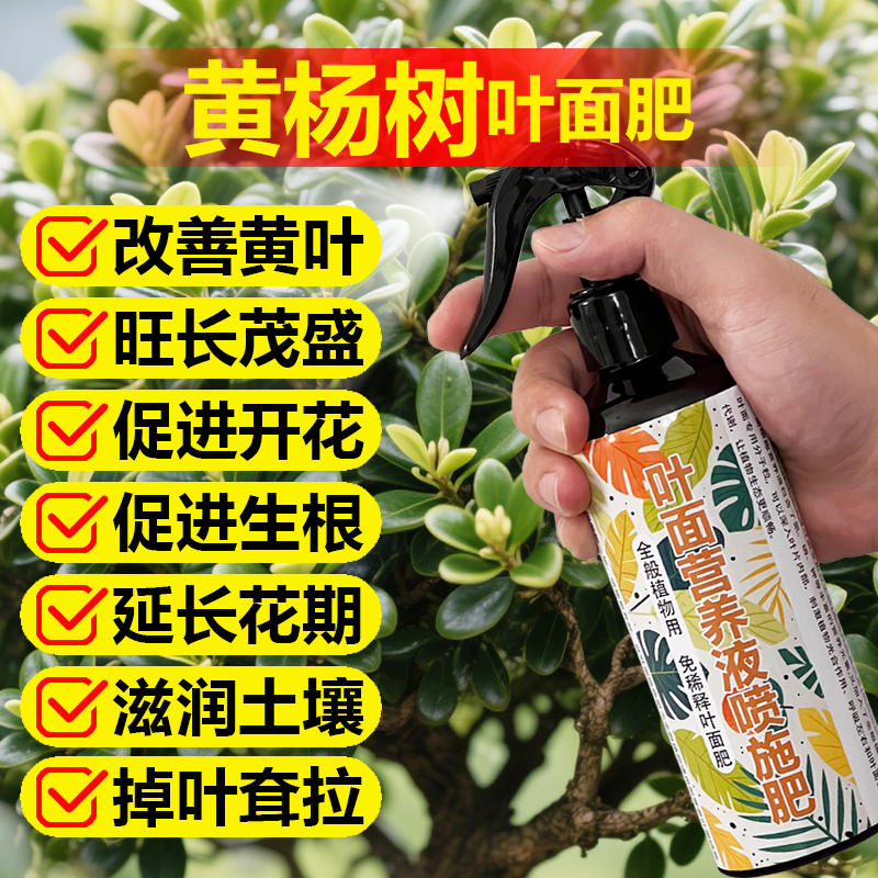 黄杨专用肥料老桩雀舌黄杨树盆景营养液改善黄叶斑片叶枯喷叶面肥