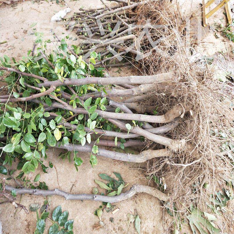 枣树苗新疆和田枣台湾大青枣冬枣葫芦枣金丝小枣盆栽果树苗包邮