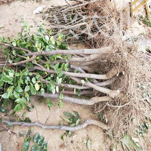 枣树苗新疆和田枣台湾大青枣冬枣葫芦枣金丝小枣盆栽果树苗包邮