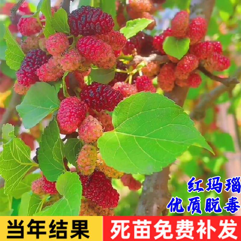 桑葚果树苗红玛瑙桑葚树苗四季果桑苗盆栽地栽种植桑树苗当年结果