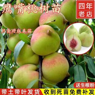 桃子苗树广东连平鹰嘴桃树果苗嫁接黄桃树苗油桃树果苗南北方种植