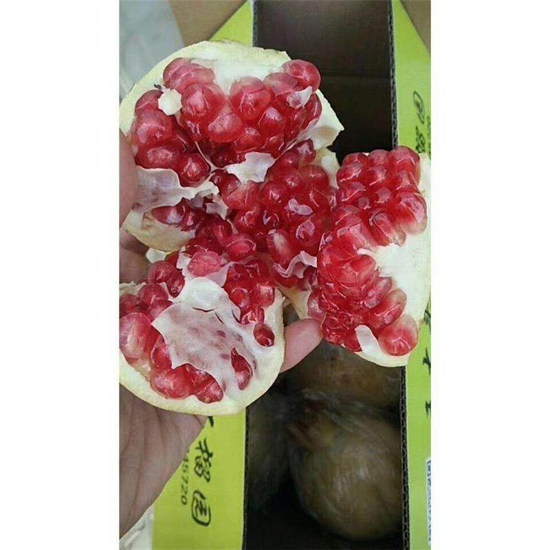 【12月份】安徽怀远石榴树苗红花玉石籽红玛瑙一二三四年果树