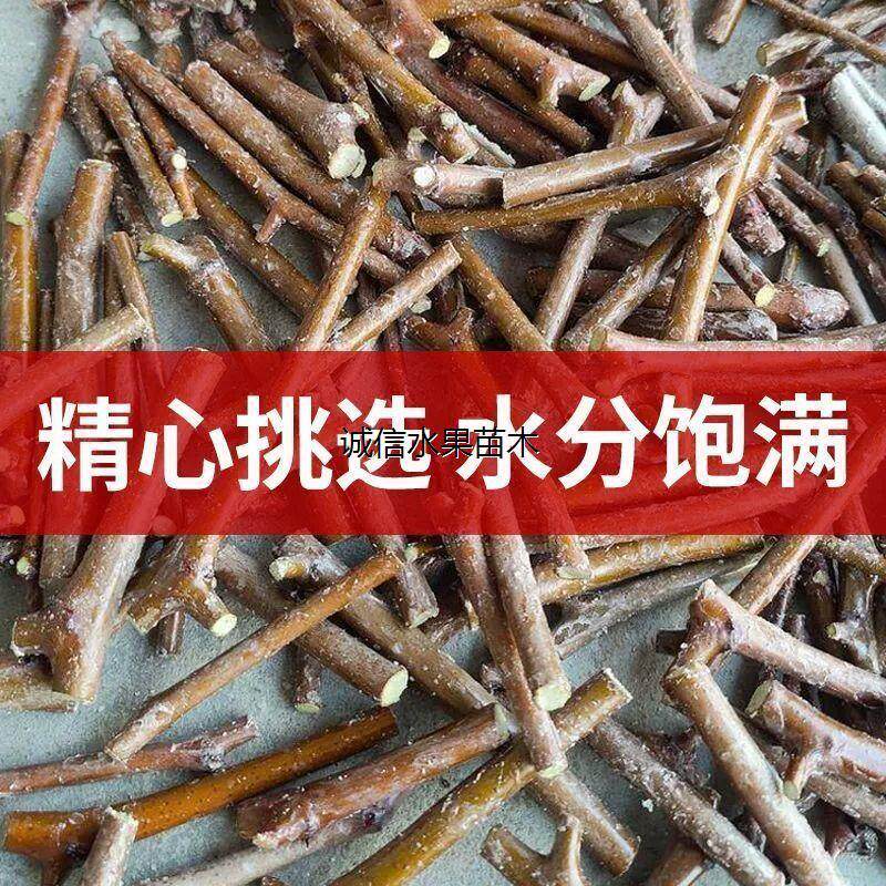枣树嫁接枝条 蟠枣 冬枣 葫芦枣龙枣茶壶枣接穗枣树 接芽
