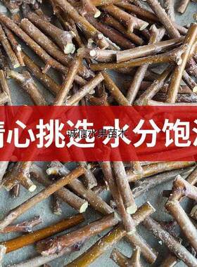 枣树嫁接枝条 蟠枣  冬枣 葫芦枣龙枣茶壶枣接穗枣树 接芽