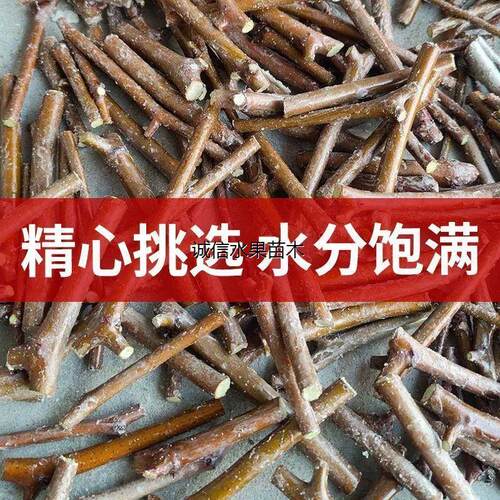 枣树嫁接枝条 蟠枣  冬枣 葫芦枣龙枣茶壶枣接穗枣树 接芽