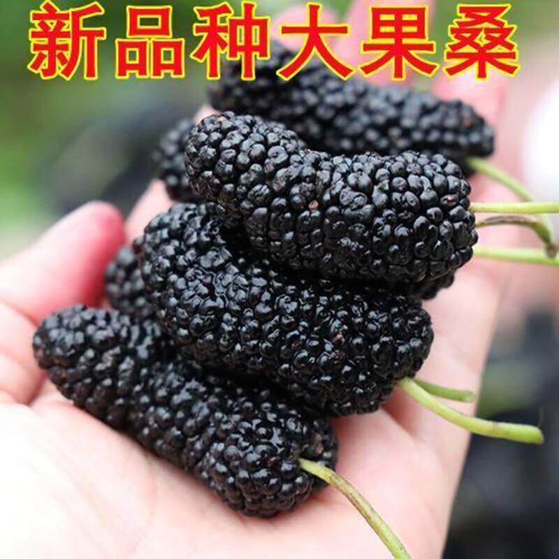 【大果桑椹苗】桑椹果树桑果树苗当年结果养蚕桑椹树苗南北方种