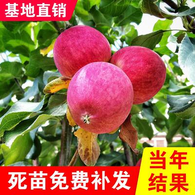 龙冠沙果树苗嫁接苹果苗盆栽地栽甜脆东北沙果南北方种植耐寒结果