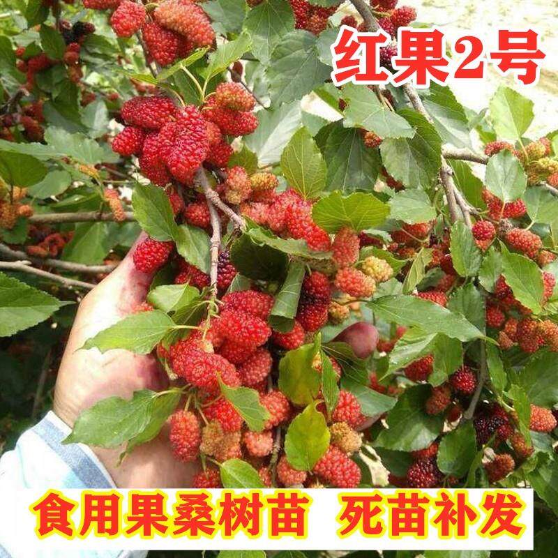 桑葚树果苗嫁接红果2号桑树活苗南方北方四季种植果桑苗树盆地栽