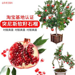山东老王突尼斯软籽石榴树苗结果大树苗带原盆原土 盆栽