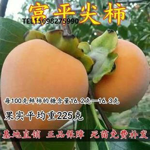 富平尖柿子果树苗 嫁接脆甜富平尖柿树苗 脱涩无核柿子树苗南北方
