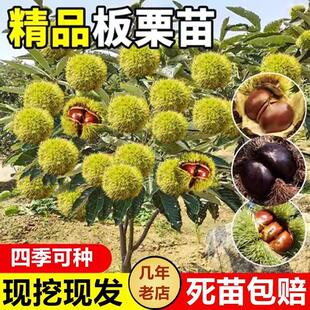 板栗树果苗嫁接苗大红袍毛粟子粉栗子树苗带土带叶地栽四季种植