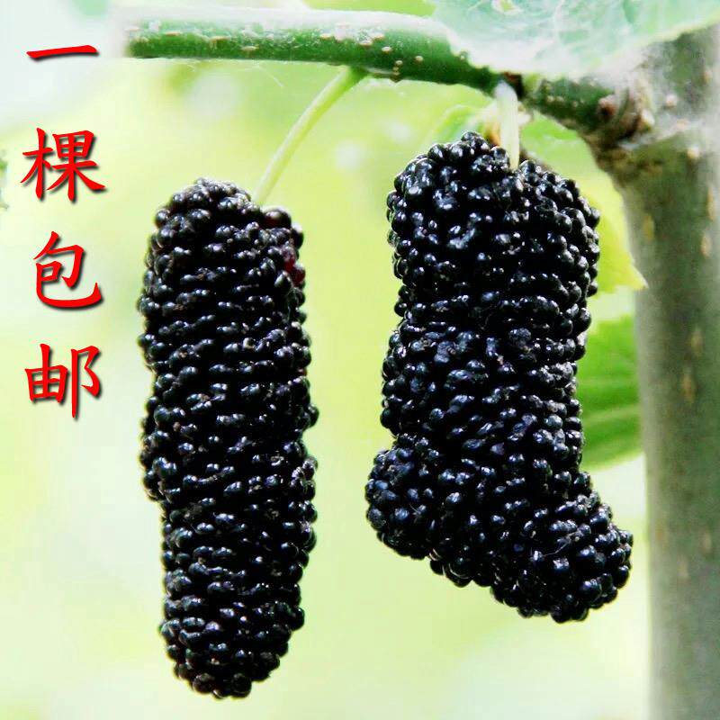 包邮四季种植桑葚树苗桑树小苗桑椹苗树无籽十大桑台湾长果桑果树