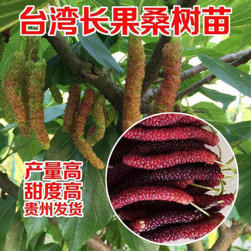 四季果桑树苗长果桑苗十大果桑短桑葚嫁接果树苗当年结果二年台湾