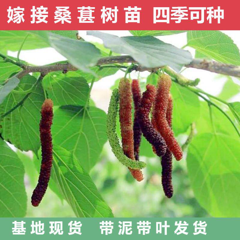 正宗台湾长果桑苗大果桑嫁接桑葚树苗无籽黑桑果树南方种四季结果