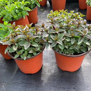 【58包邮】各种薄荷小盆栽,糖果留兰香胡椒荷兰香橙苹果