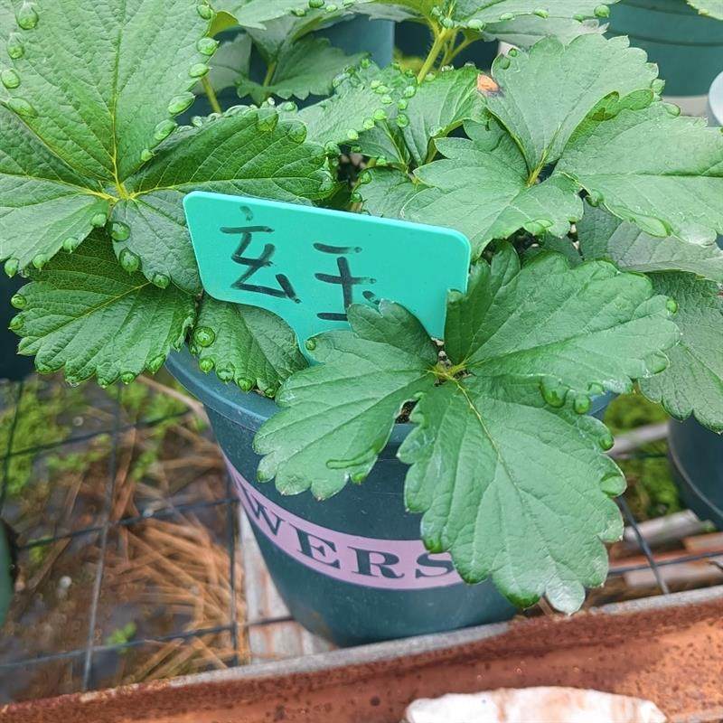 淡雪草莓苗 真红美玲草莓苗   玄玉盆栽