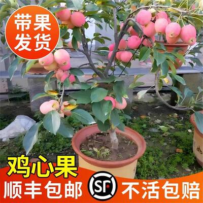 鸡心果树果苗东北小苹果树种植苗南北方耐寒盆栽地栽矮化四季水果