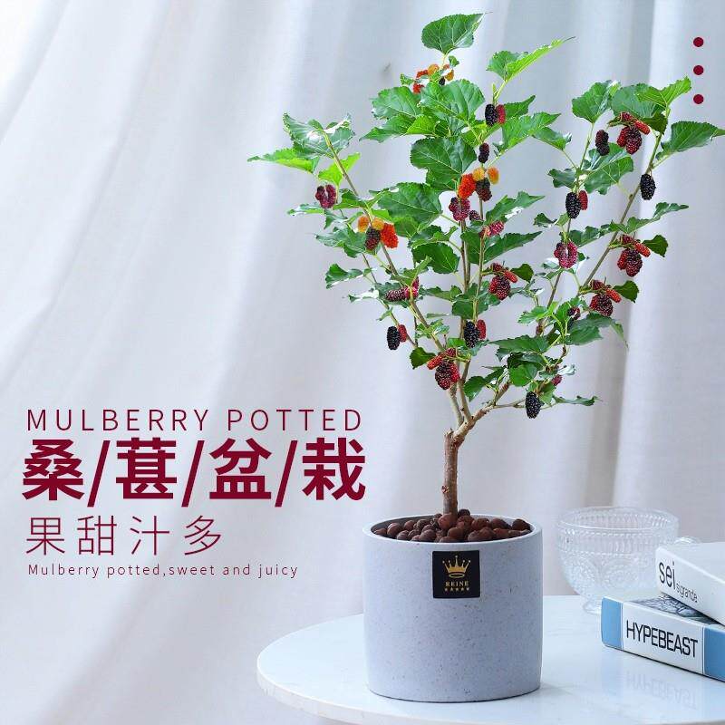 桑葚苗四季盆栽室内桌面桑树苗带果庭院阳台种植果树好养当年结果