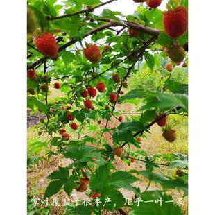 掌叶覆盆子苗 农资试种果树苗 南方种植 盆栽地栽 庭院水果树莓苗