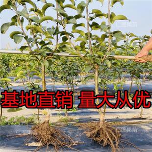 栽砀山果苗沙梨树苗梨树苹果梨树苗秋月北方地梨雪盆栽梨树梨种植
