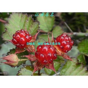 野生美味悬钩子树莓苗盆栽鱼子酱水晶透明果粒花茅莓红树莓果树苗