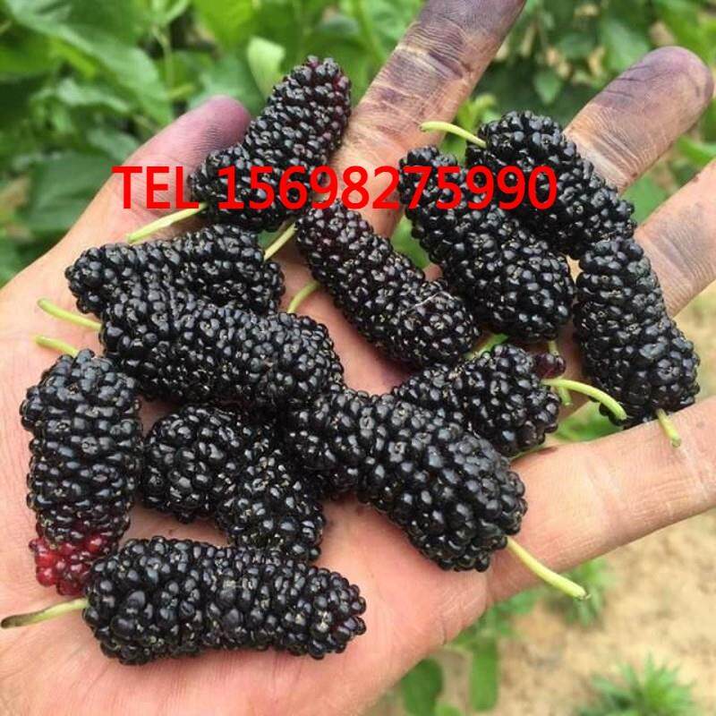 桑椹果树苗中国黑桑葚树苗庭院盆栽地栽南方北方种植隔年结果桑树