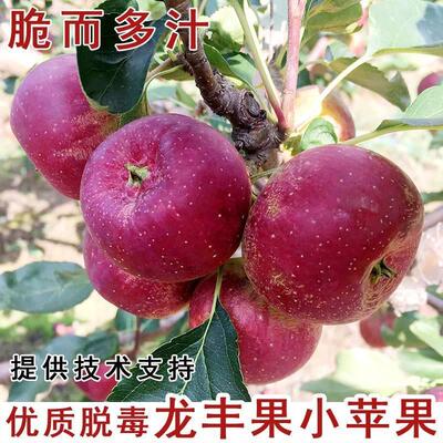 耐寒小苹果苗东北苗脆甜大秋果沙果苹果树苗盆栽种植当年结果龙丰