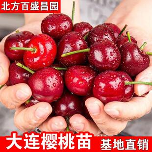 正宗大连樱桃树苗嫁接樱桃辽宁品种樱桃盆栽地栽南北方种植结果苗