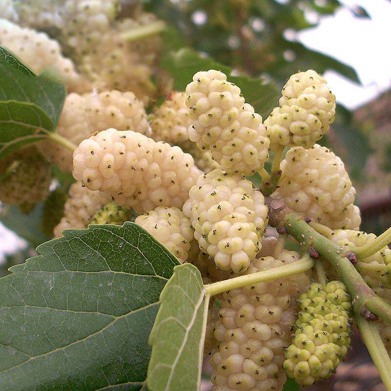 桑树苗各种水果苗南方北方四季盆栽种植台湾长果桑苗桑椹当年结果