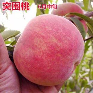 新品种突围桃树苗红不软桃子树苗嫁接桃树苗南方北方四季种植当年