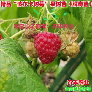 大果波尔卡双季红树莓苗盆栽覆盆子果树苗南北方地栽种植当年结果
